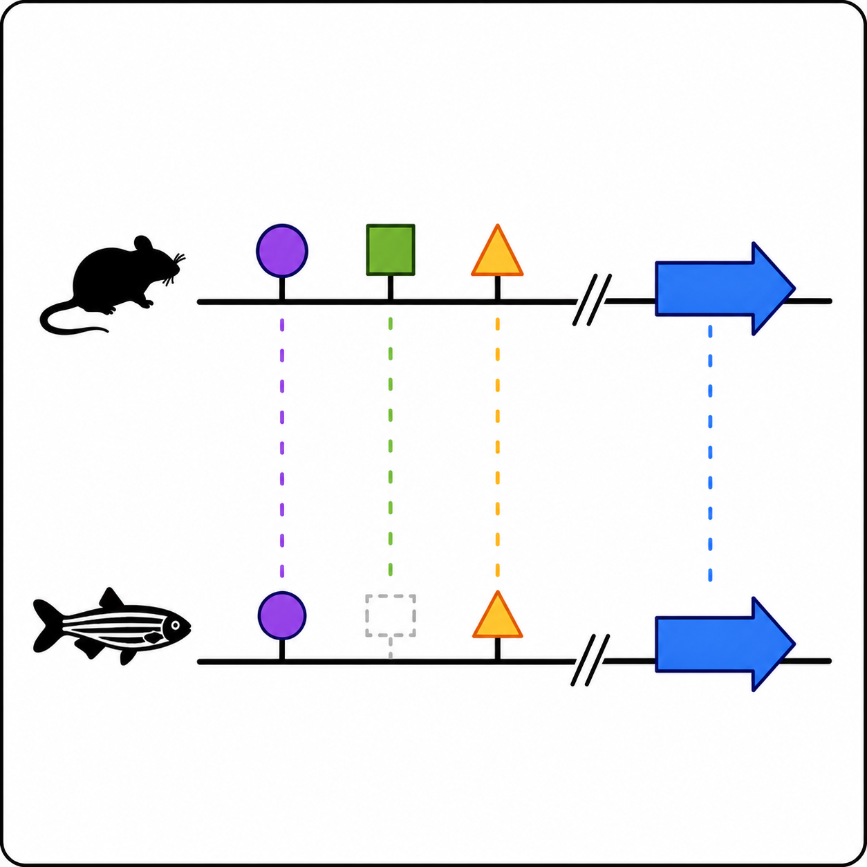 Synteny conservation figure